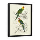 Pájaros De Costa Rica Iv - M.Charles DOrbigny | Cuadro decorativo de Canvas Lab