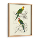 Pájaros De Costa Rica Iv - M.Charles DOrbigny | Cuadro decorativo de Canvas Lab