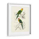 Pájaros De Costa Rica Iv - M.Charles DOrbigny | Cuadro decorativo de Canvas Lab