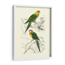 Pájaros De Costa Rica Iv - M.Charles DOrbigny | Cuadro decorativo de Canvas Lab