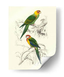 Pájaros De Costa Rica Iv - M.Charles DOrbigny | Cuadro decorativo de Canvas Lab