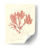 Impresión Natural En Coral Iv - Vision Studio | Cuadro decorativo de Canvas Lab