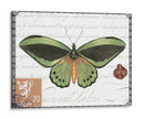 Mariposa Prose Ii - Vision Studio | Cuadro decorativo de Canvas Lab