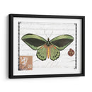 Mariposa Prose Ii - Vision Studio | Cuadro decorativo de Canvas Lab