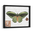 Mariposa Prose Ii - Vision Studio | Cuadro decorativo de Canvas Lab