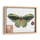 Mariposa Prose Ii - Vision Studio | Cuadro decorativo de Canvas Lab