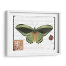 Mariposa Prose Ii - Vision Studio | Cuadro decorativo de Canvas Lab