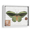 Mariposa Prose Ii - Vision Studio | Cuadro decorativo de Canvas Lab