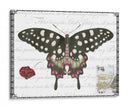 Mariposa Prosa V - Vision Studio | Cuadro decorativo de Canvas Lab