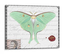 Mariposa Prosa Vi - Vision Studio | Cuadro decorativo de Canvas Lab