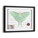 Mariposa Prosa Vi - Vision Studio | Cuadro decorativo de Canvas Lab