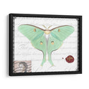 Mariposa Prosa Vi - Vision Studio | Cuadro decorativo de Canvas Lab