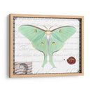 Mariposa Prosa Vi - Vision Studio | Cuadro decorativo de Canvas Lab