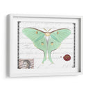 Mariposa Prosa Vi - Vision Studio | Cuadro decorativo de Canvas Lab