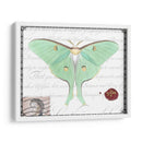 Mariposa Prosa Vi - Vision Studio | Cuadro decorativo de Canvas Lab