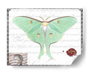 Mariposa Prosa Vi - Vision Studio | Cuadro decorativo de Canvas Lab