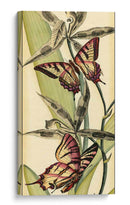 Belleza De Mariposa I - Vision Studio | Cuadro decorativo de Canvas Lab