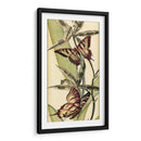 Belleza De Mariposa I - Vision Studio | Cuadro decorativo de Canvas Lab