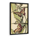 Belleza De Mariposa I - Vision Studio | Cuadro decorativo de Canvas Lab