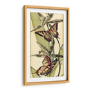 Belleza De Mariposa I - Vision Studio | Cuadro decorativo de Canvas Lab