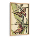 Belleza De Mariposa I - Vision Studio | Cuadro decorativo de Canvas Lab