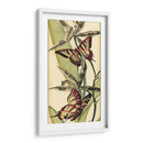 Belleza De Mariposa I - Vision Studio | Cuadro decorativo de Canvas Lab