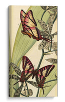 Barezosa Belleza Ii - Vision Studio | Cuadro decorativo de Canvas Lab