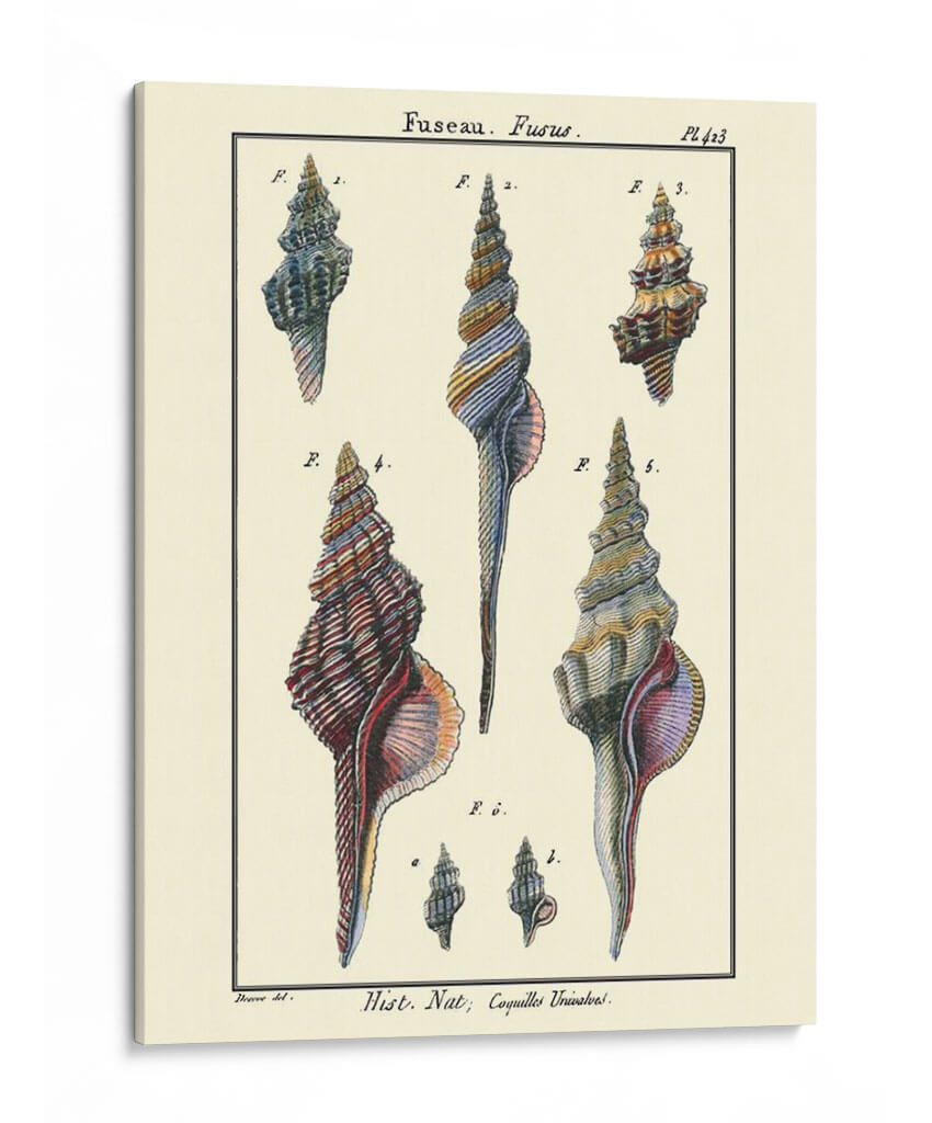 Conchas De Mar I - Denis Diderot | Cuadro decorativo de Canvas Lab
