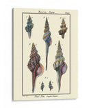 Conchas De Mar I - Denis Diderot | Cuadro decorativo de Canvas Lab