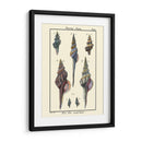 Conchas De Mar I - Denis Diderot | Cuadro decorativo de Canvas Lab