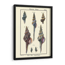 Conchas De Mar I - Denis Diderot | Cuadro decorativo de Canvas Lab
