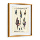 Conchas De Mar I - Denis Diderot | Cuadro decorativo de Canvas Lab