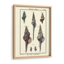 Conchas De Mar I - Denis Diderot | Cuadro decorativo de Canvas Lab