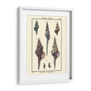 Conchas De Mar I - Denis Diderot | Cuadro decorativo de Canvas Lab