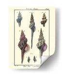 Conchas De Mar I - Denis Diderot | Cuadro decorativo de Canvas Lab
