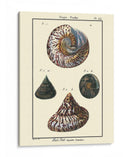 Conchas De Mar Ii - Denis Diderot | Cuadro decorativo de Canvas Lab