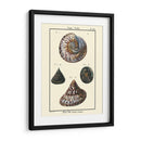 Conchas De Mar Ii - Denis Diderot | Cuadro decorativo de Canvas Lab