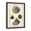 Conchas De Mar Ii - Denis Diderot | Cuadro decorativo de Canvas Lab