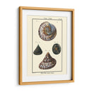 Conchas De Mar Ii - Denis Diderot | Cuadro decorativo de Canvas Lab
