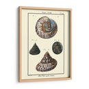 Conchas De Mar Ii - Denis Diderot | Cuadro decorativo de Canvas Lab