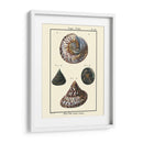 Conchas De Mar Ii - Denis Diderot | Cuadro decorativo de Canvas Lab