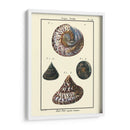 Conchas De Mar Ii - Denis Diderot | Cuadro decorativo de Canvas Lab