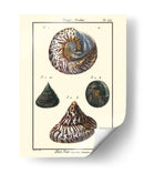 Conchas De Mar Ii - Denis Diderot | Cuadro decorativo de Canvas Lab