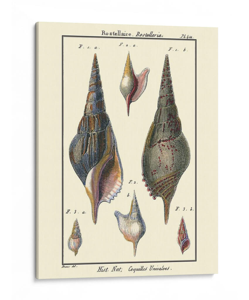 Conchas De Mar Iii - Denis Diderot | Cuadro decorativo de Canvas Lab