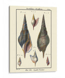 Conchas De Mar Iii - Denis Diderot | Cuadro decorativo de Canvas Lab