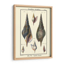 Conchas De Mar Iii - Denis Diderot | Cuadro decorativo de Canvas Lab