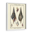 Conchas De Mar Iii - Denis Diderot | Cuadro decorativo de Canvas Lab