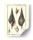 Conchas De Mar Iii - Denis Diderot | Cuadro decorativo de Canvas Lab