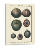 Conchas De Mar Iv - Denis Diderot | Cuadro decorativo de Canvas Lab