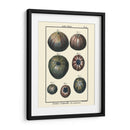 Conchas De Mar Iv - Denis Diderot | Cuadro decorativo de Canvas Lab